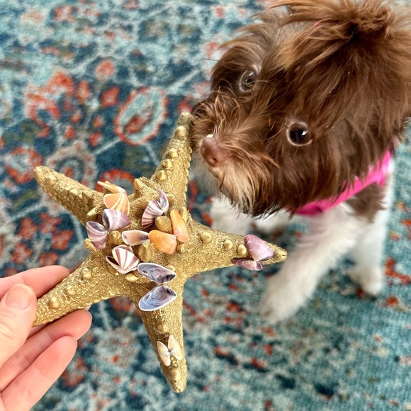 50 (25 Pairs) Florida Coquina Seashells Butterfly Shells DIY Crafting Bulk Lot - Picture 9 of 16